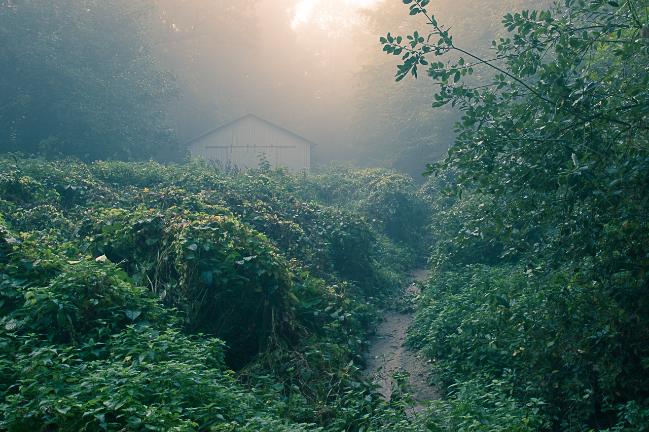 Morgennebel