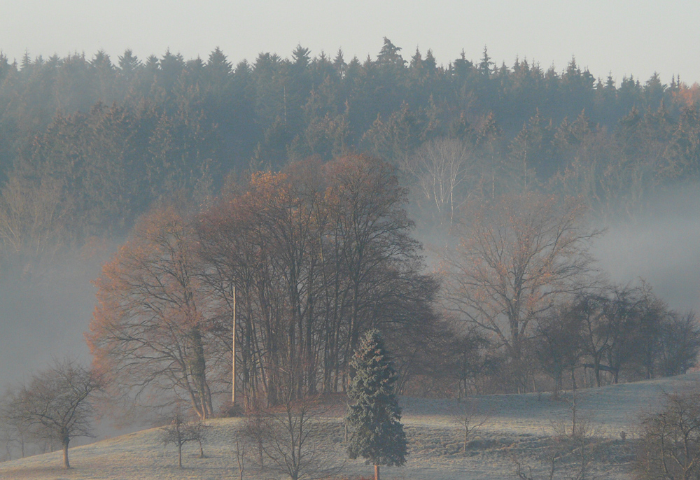 Morgennebel