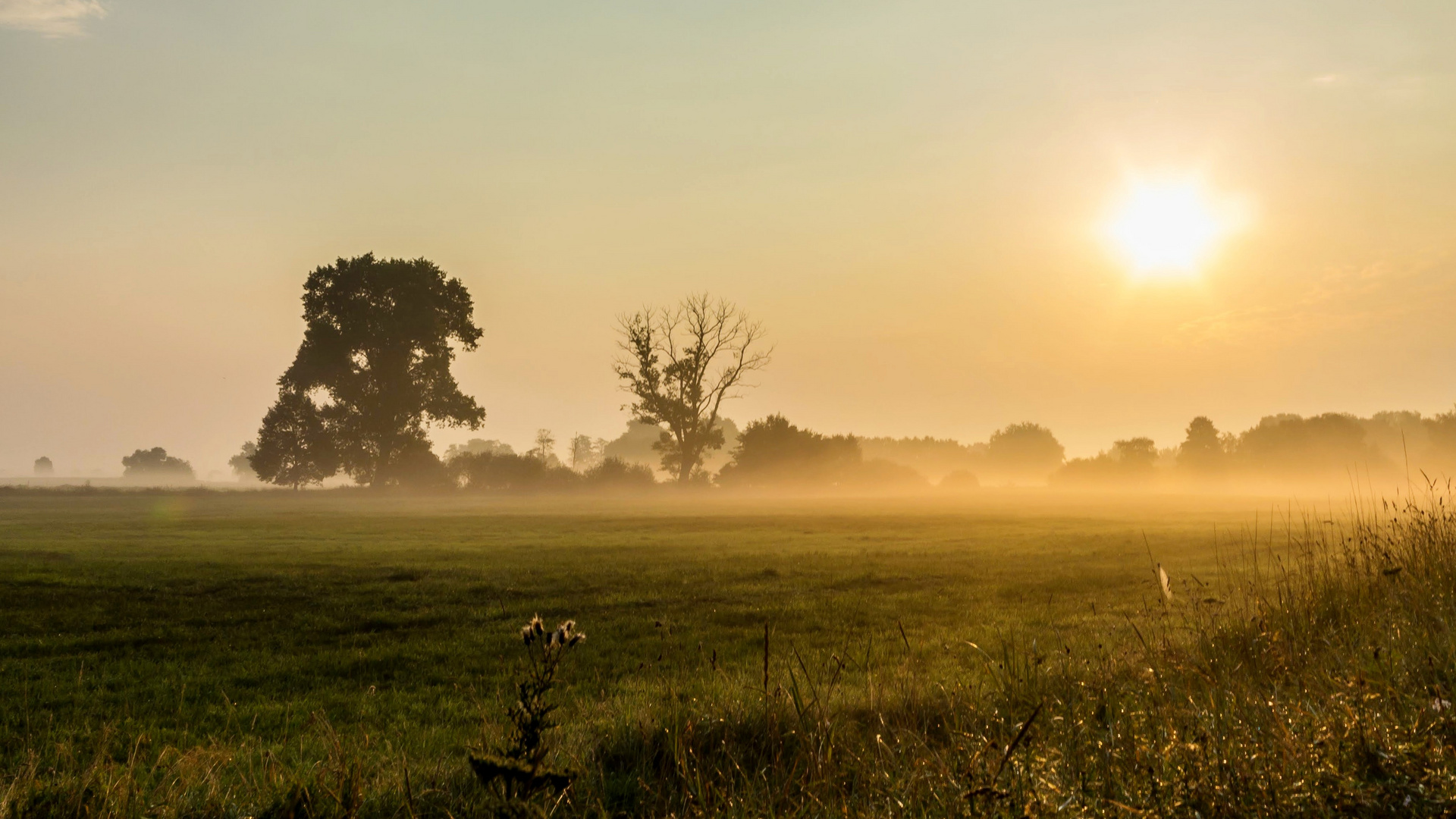 Morgennebel