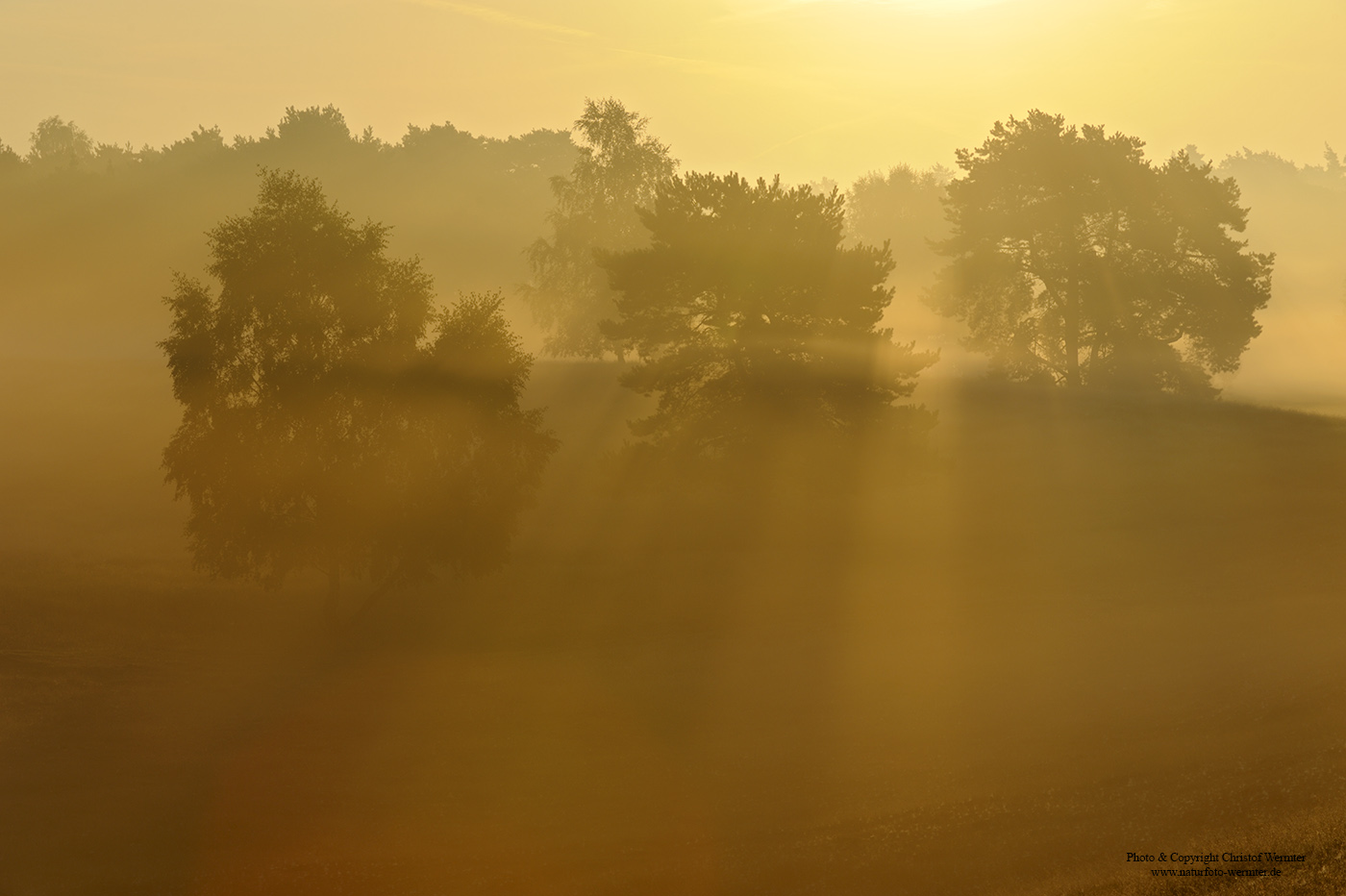 Morgennebel