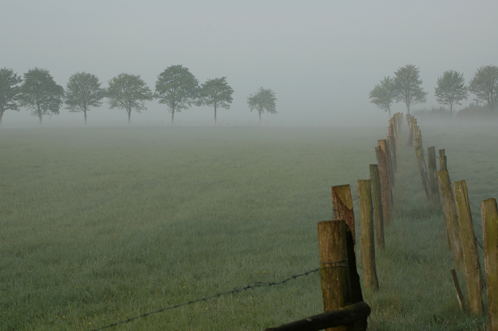 Morgennebel