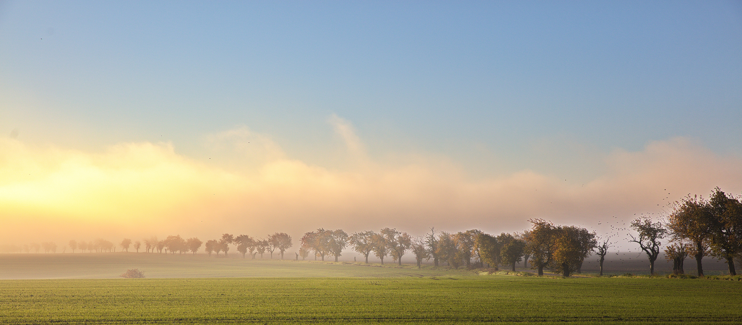 Morgennebel