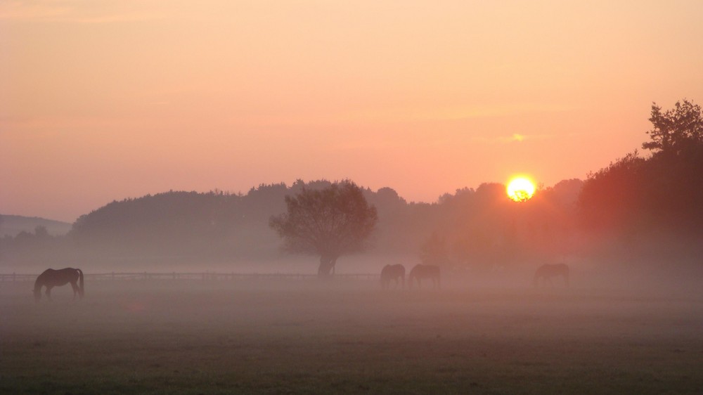 Morgennebel