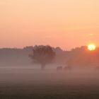 Morgennebel