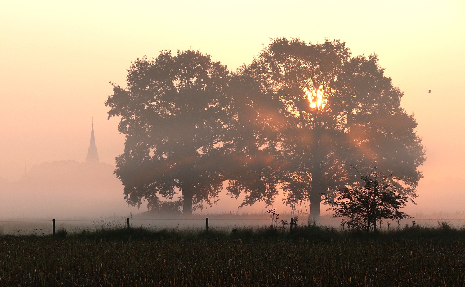 Morgennebel