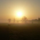 Morgennebel-2