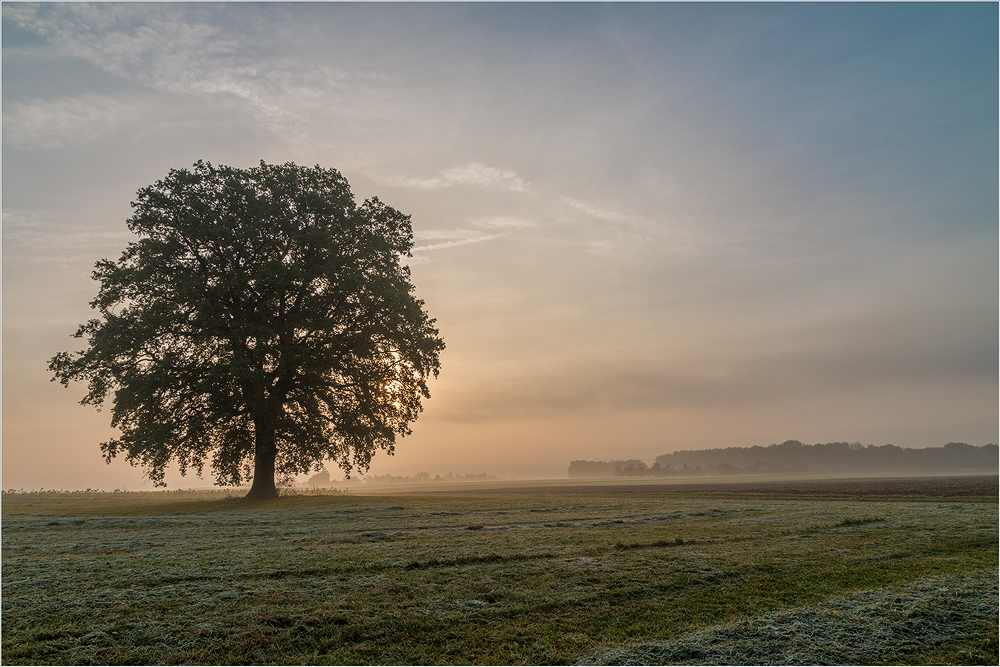 Morgennebel 2