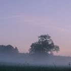 Morgennebel 2