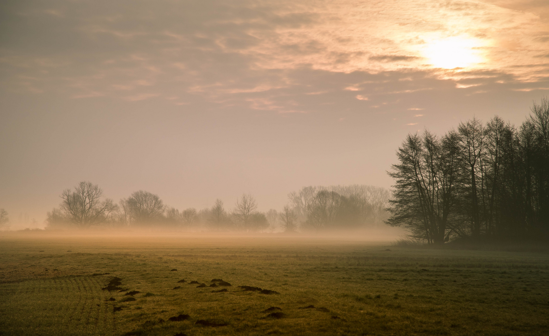 Morgennebel #2