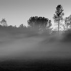 Morgennebel 2