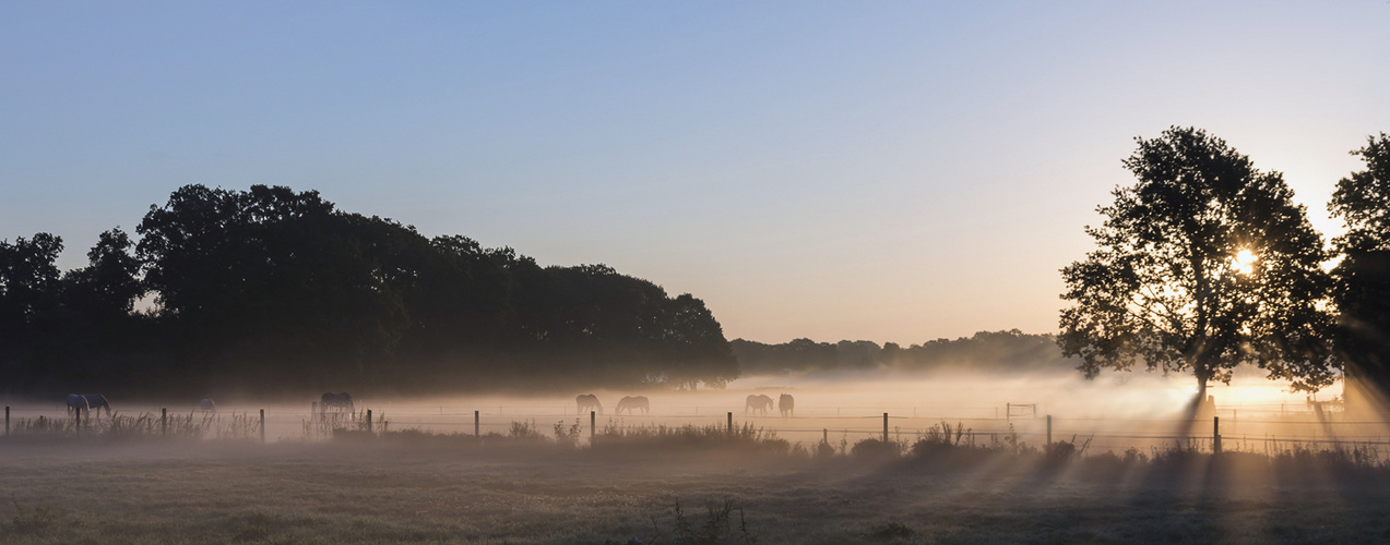 Morgennebel