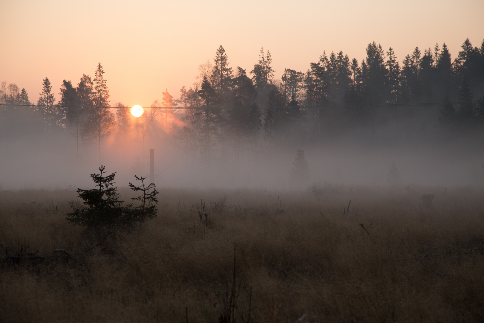 Morgennebel