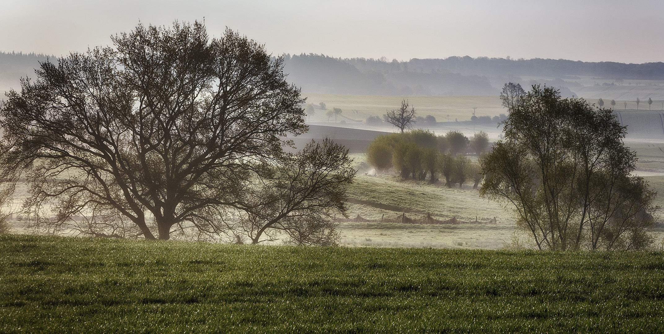 Morgennebel ...