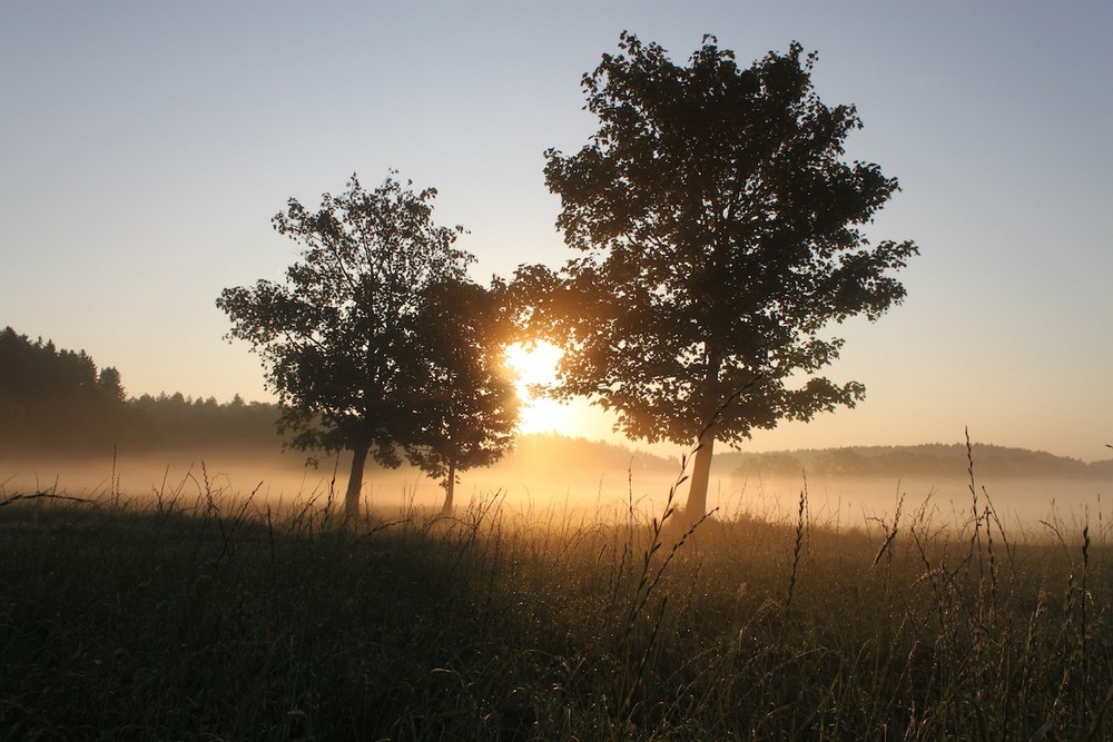 Morgennebel