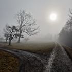 Morgennebel