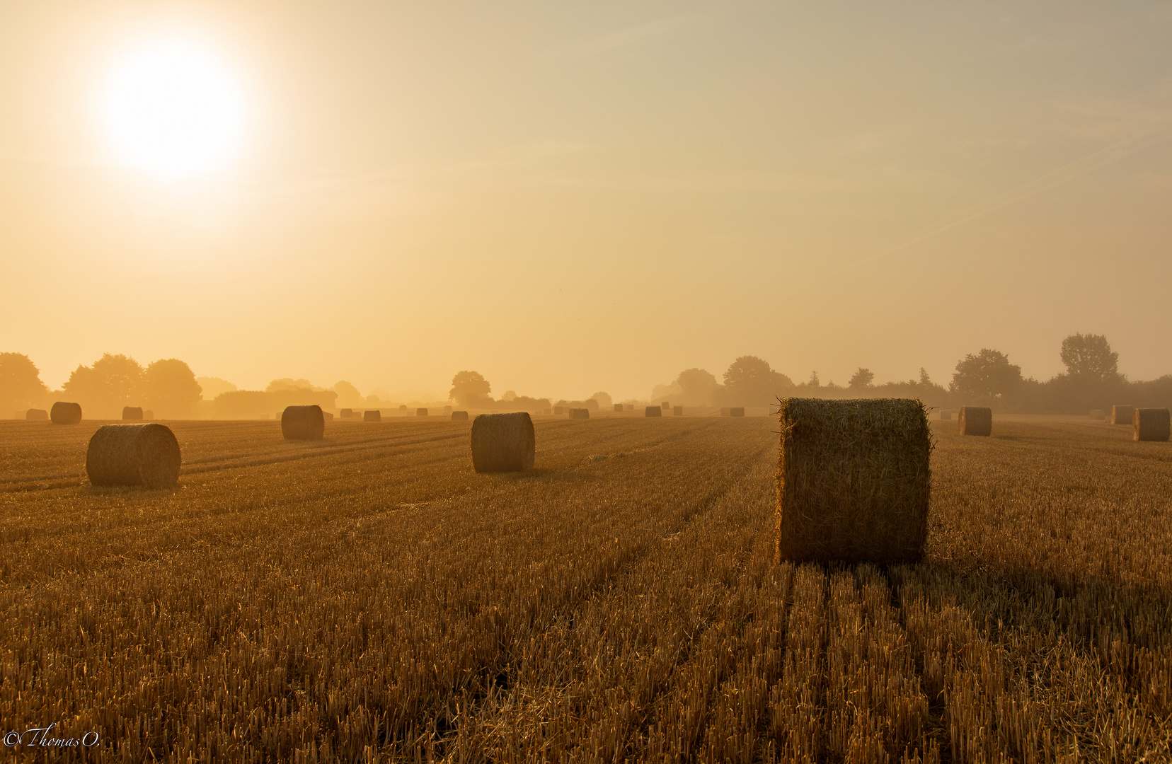 Morgennebel