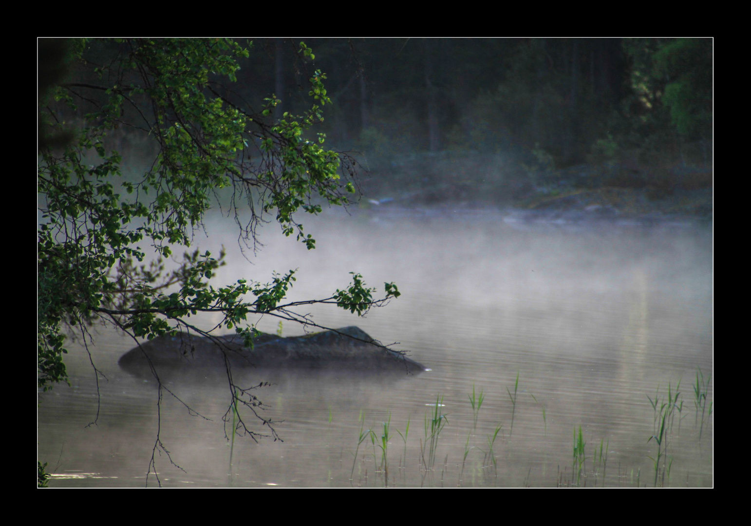 Morgennebel