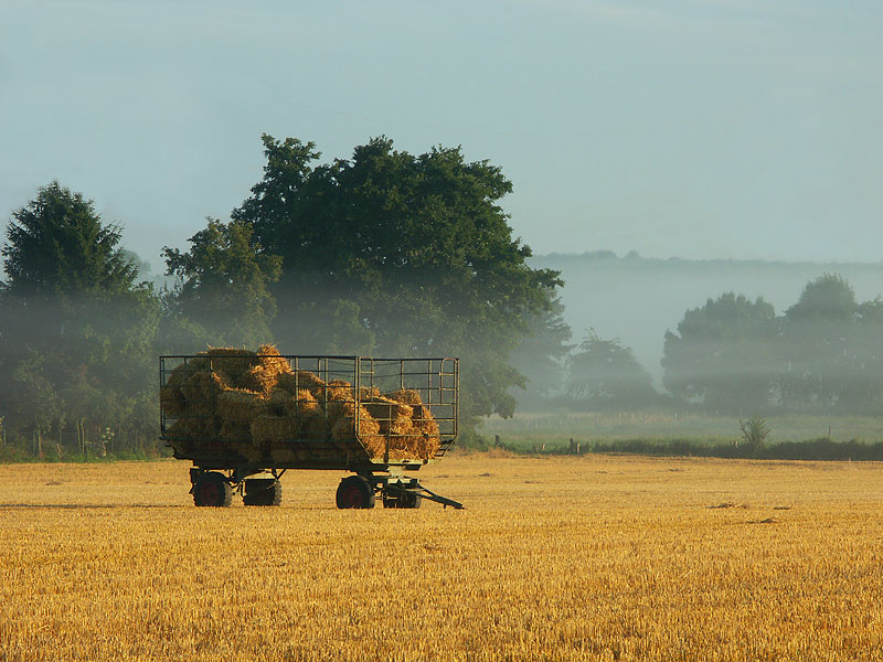 Morgennebel