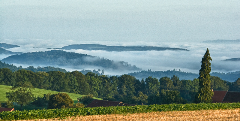 Morgennebel