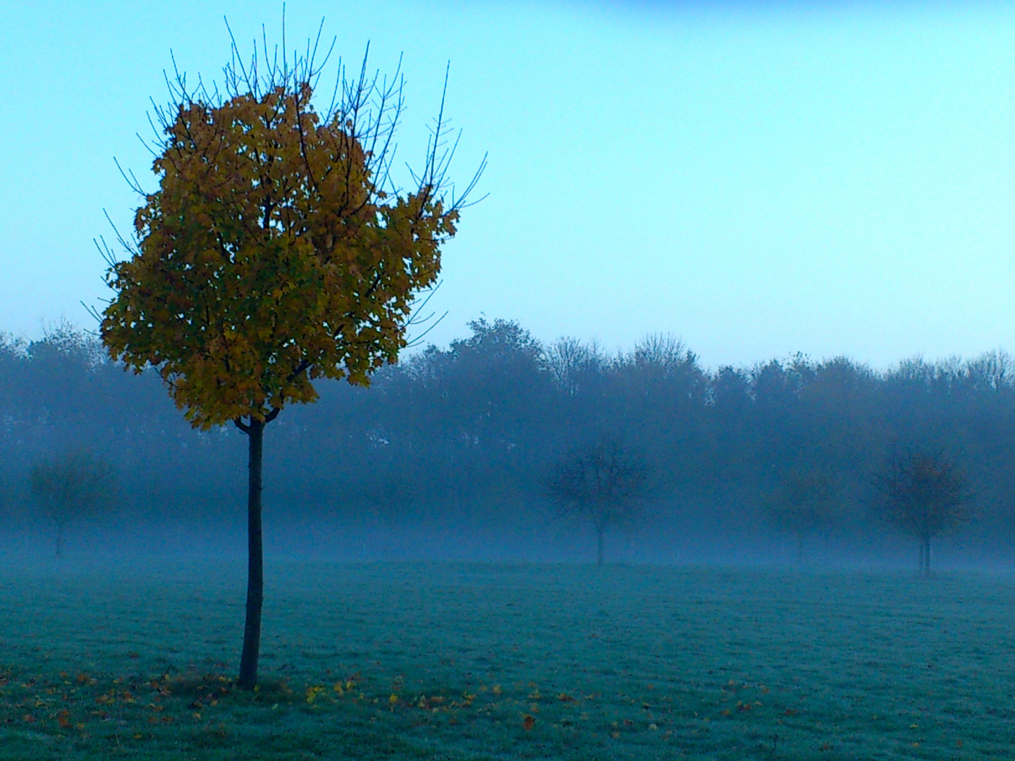 MORGENNEBEL 3