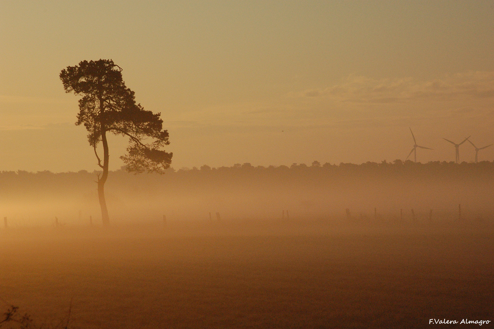 Morgennebel 3