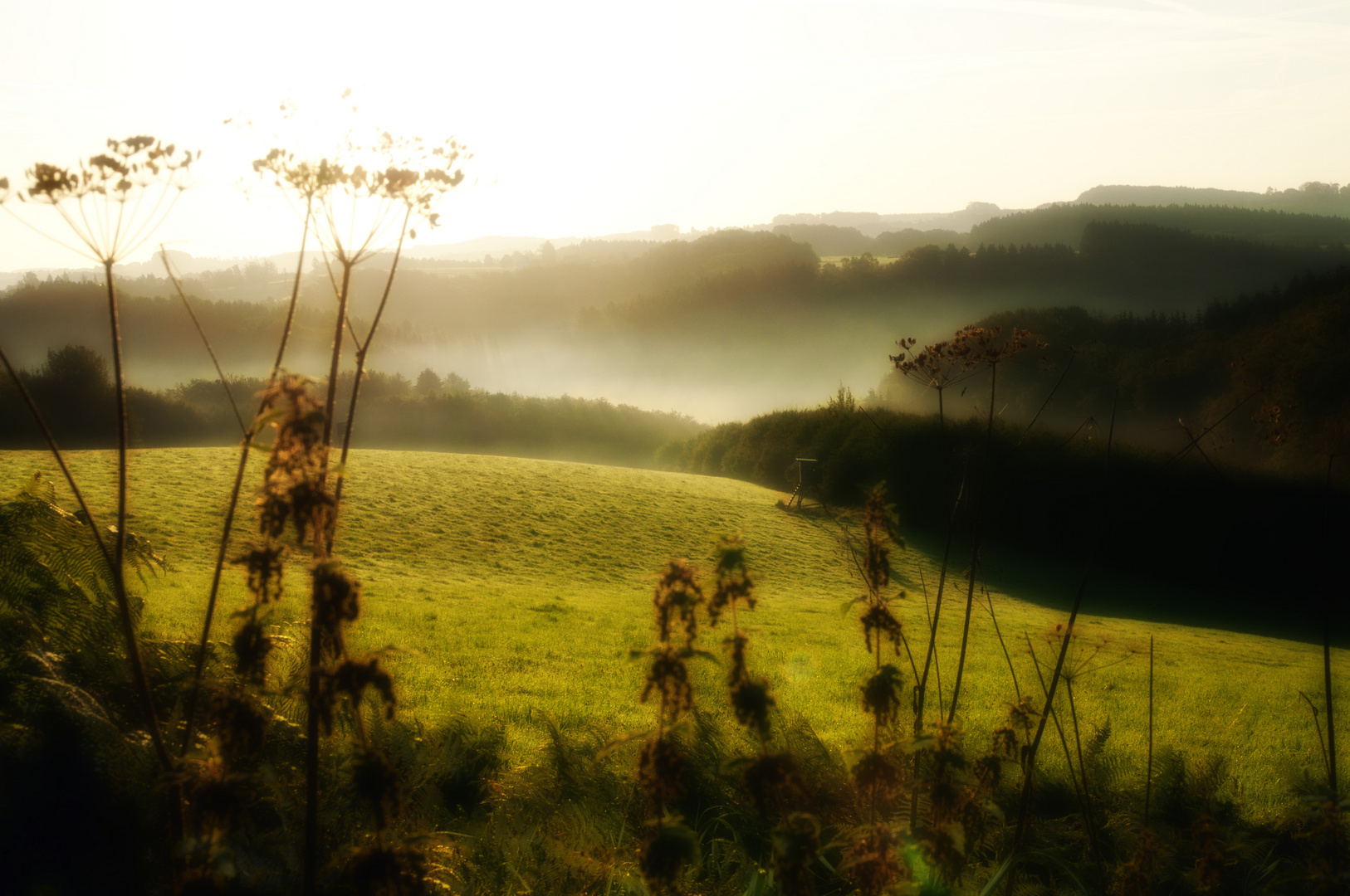 Morgennebel