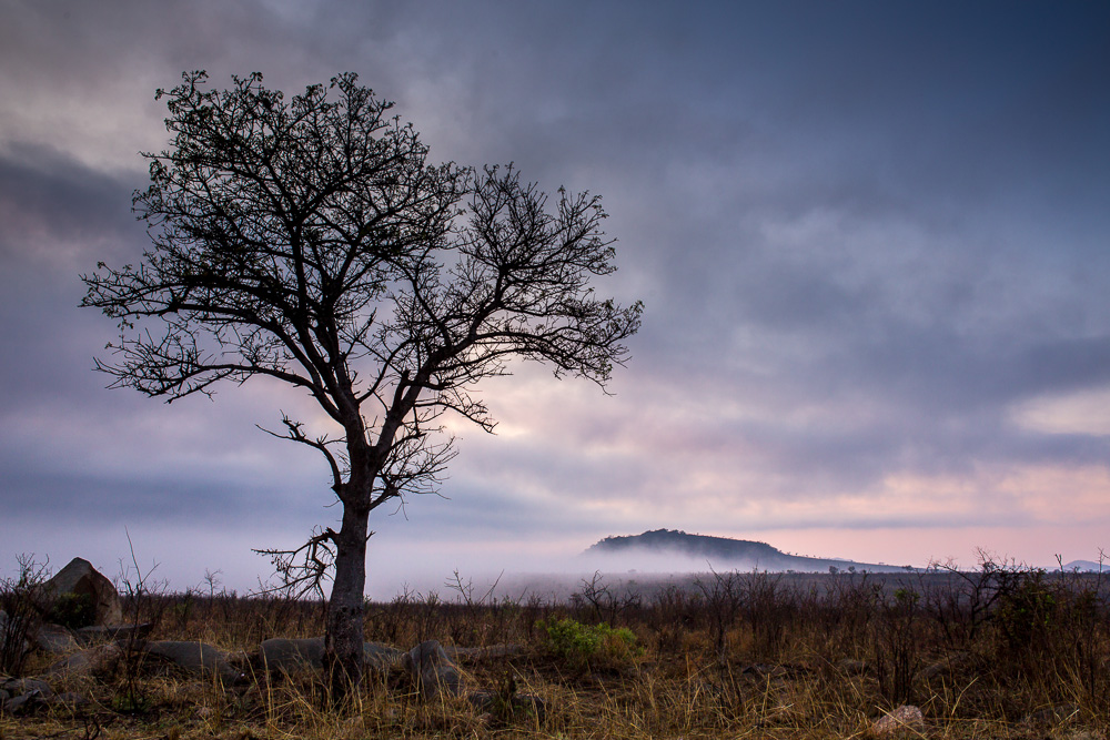 Morgennebel