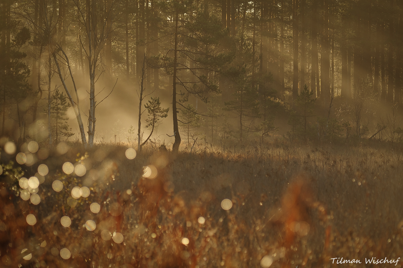 Morgennebel