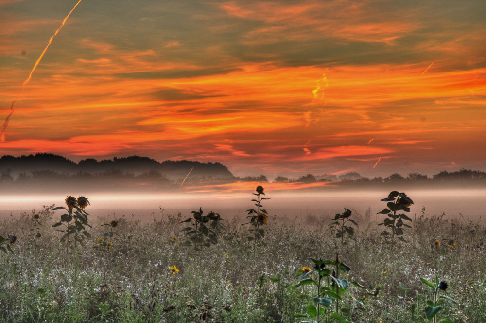 Morgennebel