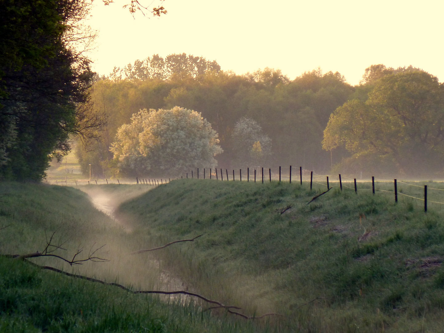 Morgennebel