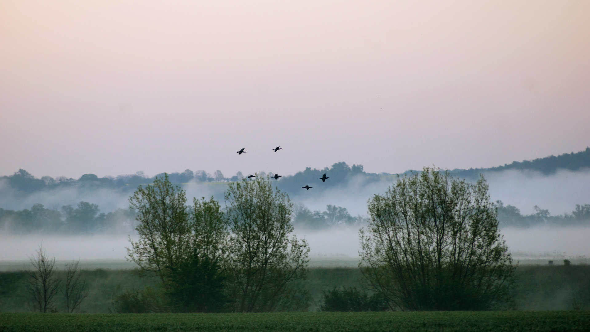 Morgennebel