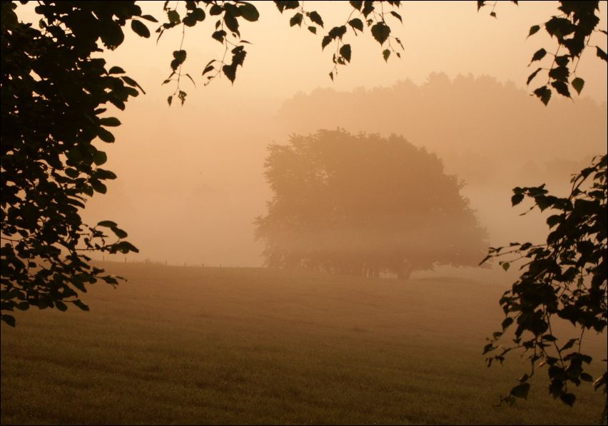 Morgennebel