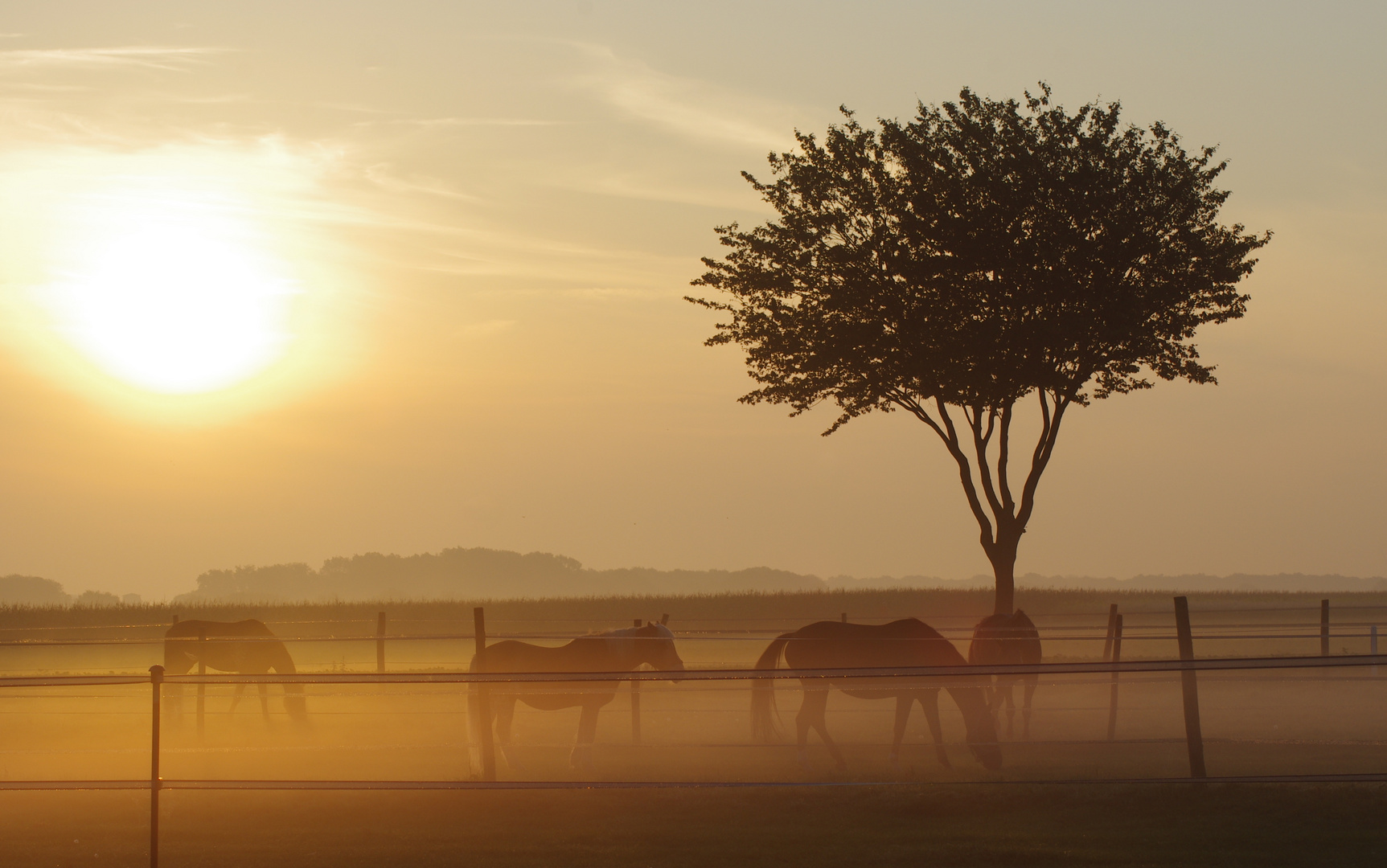 morgennebel