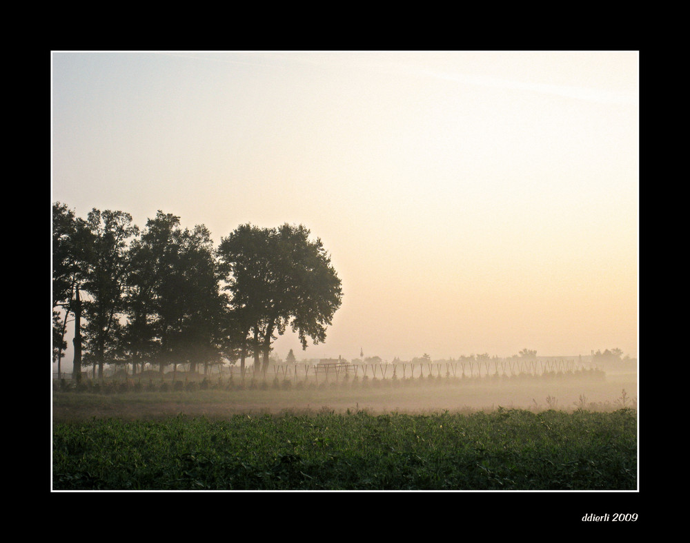 "Morgennebel"