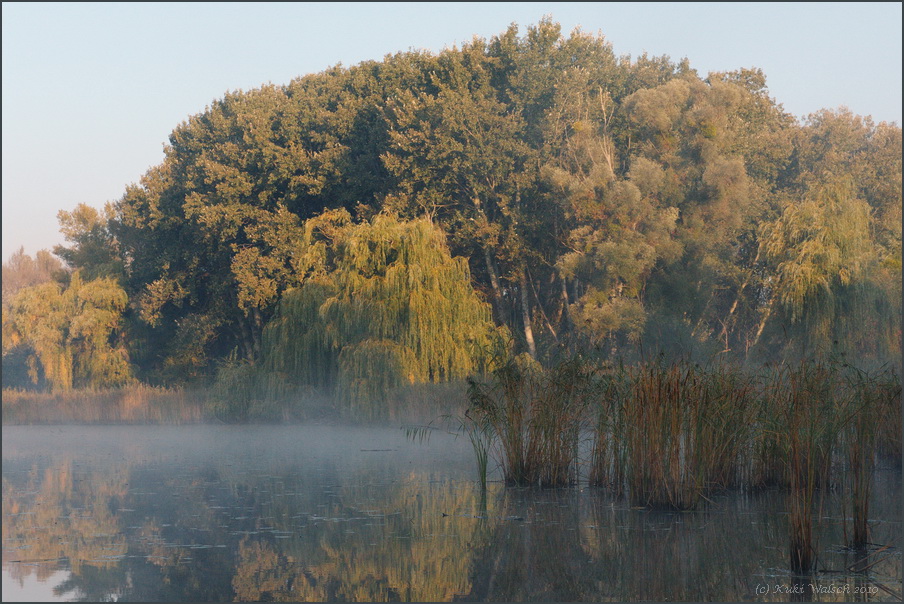 Morgennebel