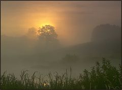 Morgennebel