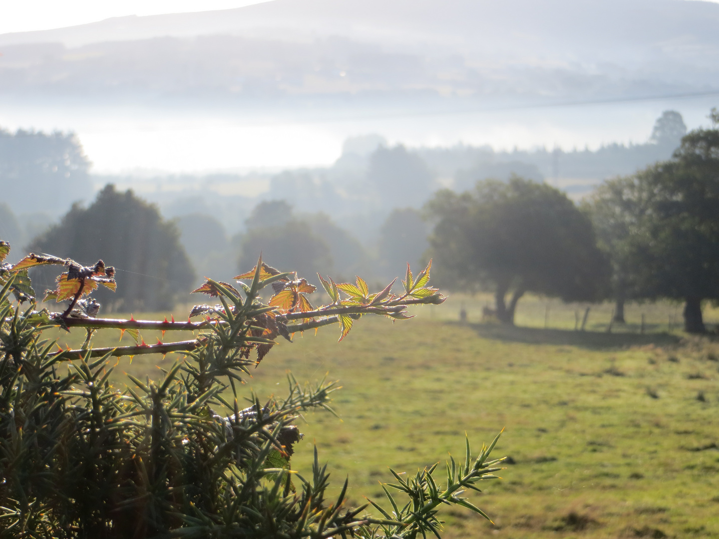 Morgennebel