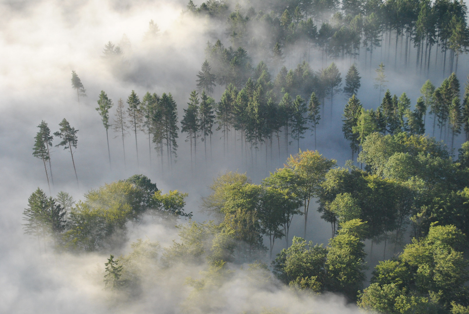 Morgennebel