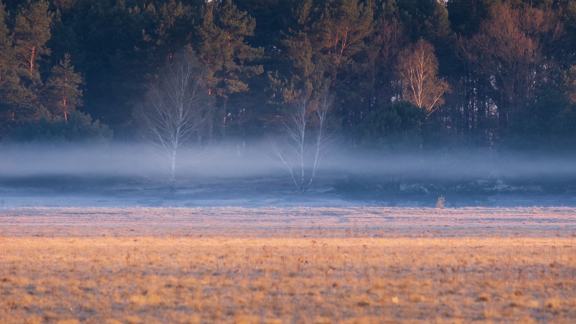 Morgennebel