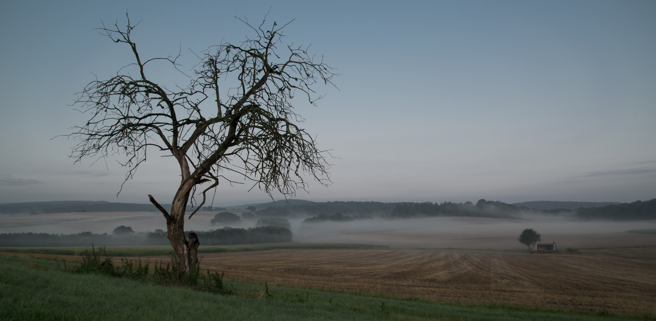 Morgennebel