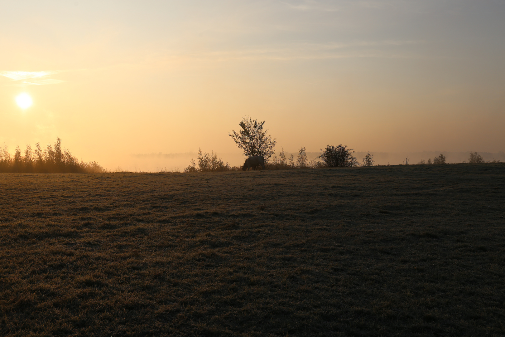 Morgennebel