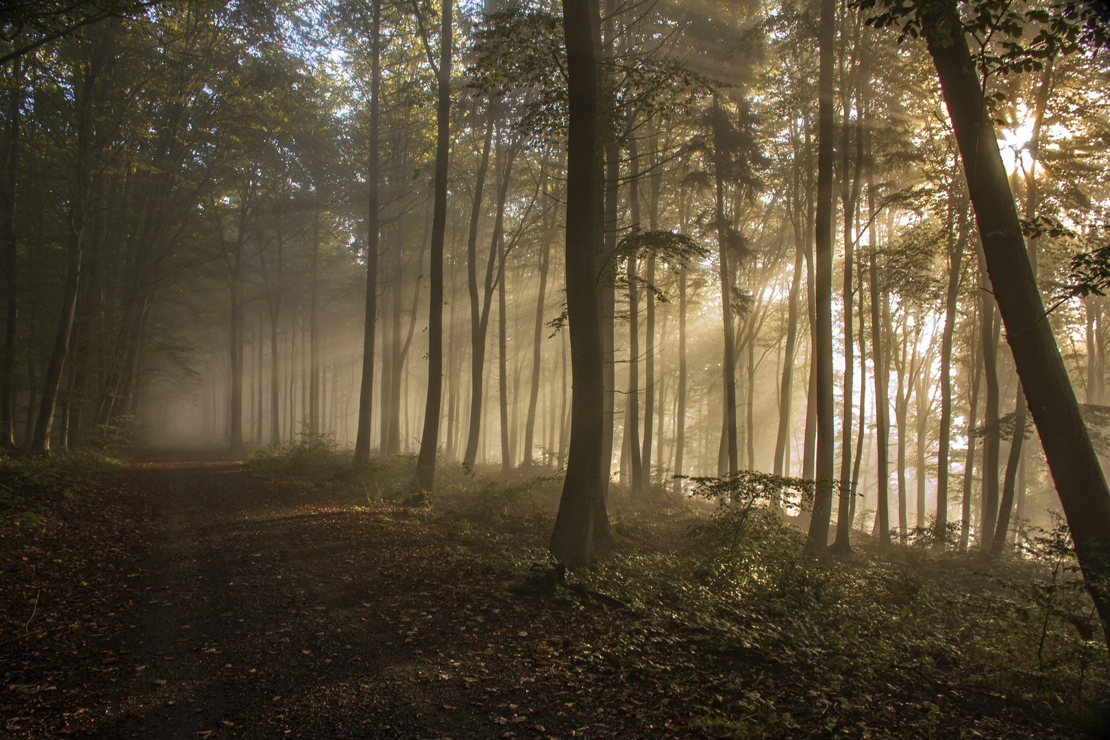 Morgennebel ...