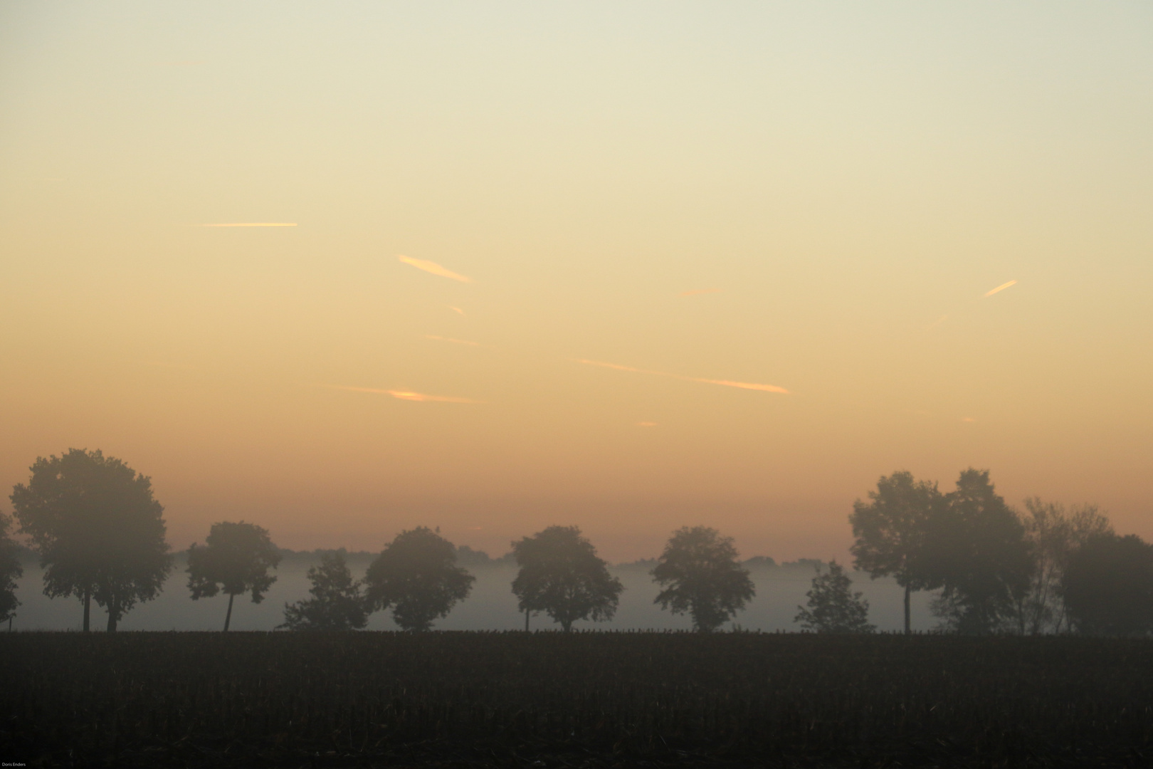 Morgennebel