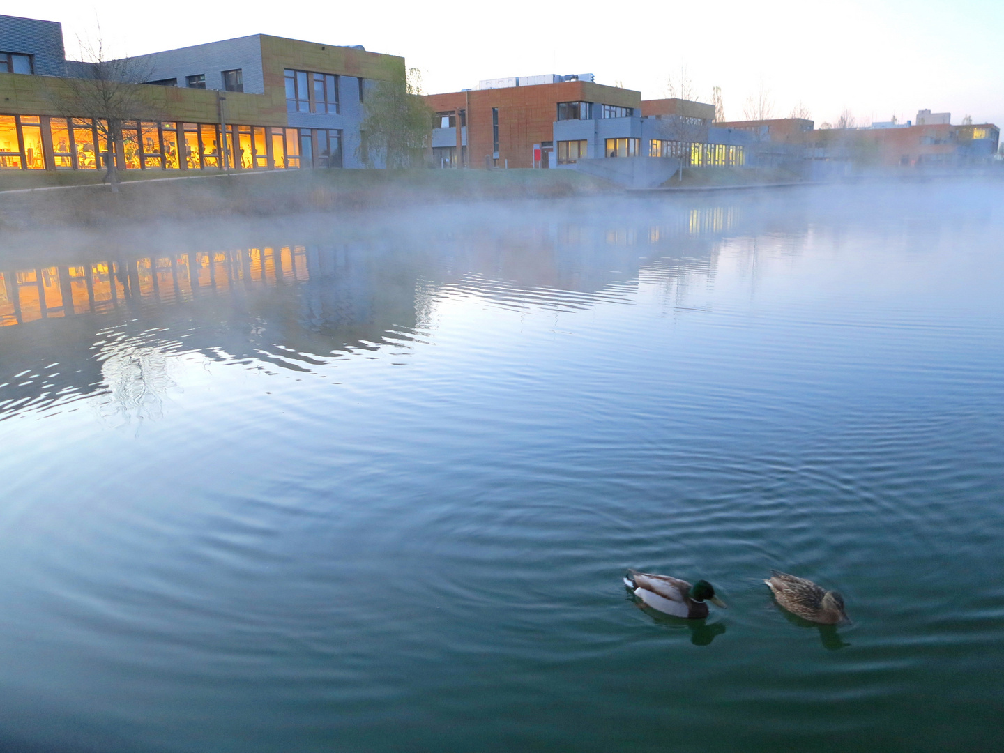 Morgennebel