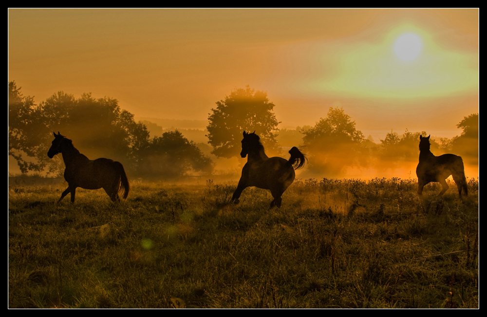 Morgennebel