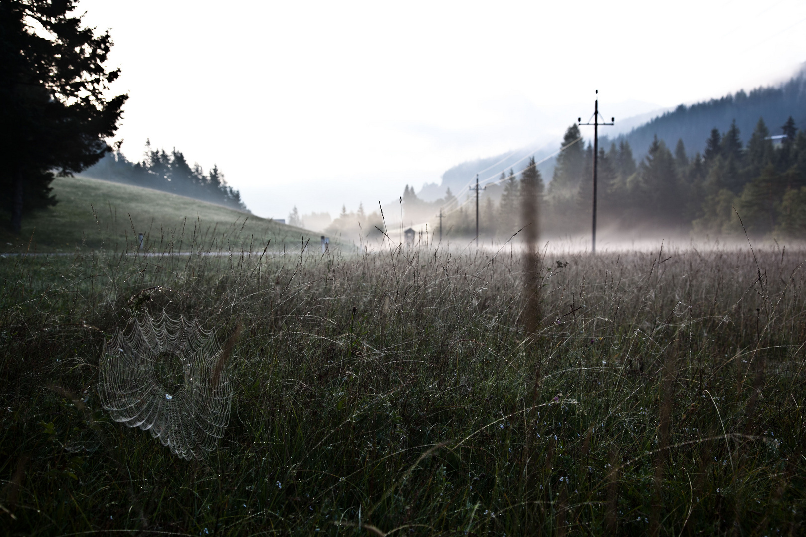 Morgennebel