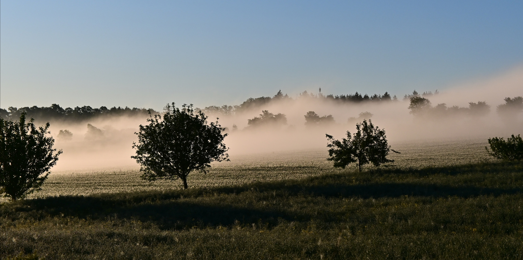 Morgennebel