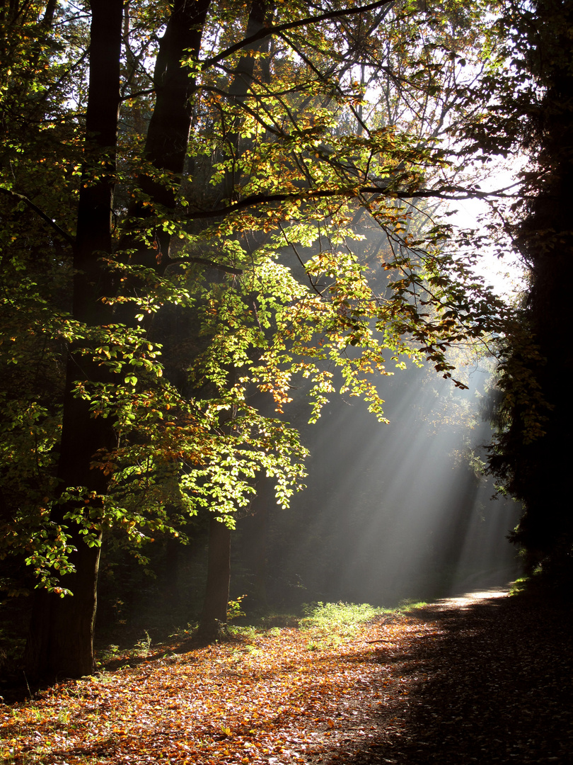 Morgennebel