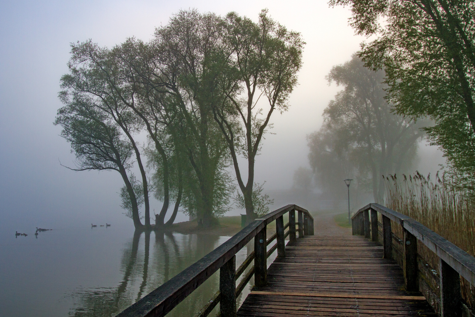 Morgennebel