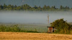 Morgennebel